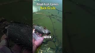 Dead Fish Comes Back to Life