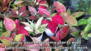 Aglaonema Plant Care Tips