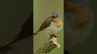 Melodious Voice of the beautiful birds | Birds Singing the precious Sound ever #birds