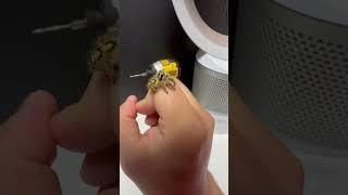 The spider that will cure your arachnophobia. #shorts #cute #spider