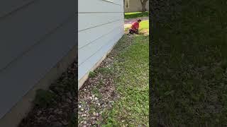 Cheap DIY Landscaping