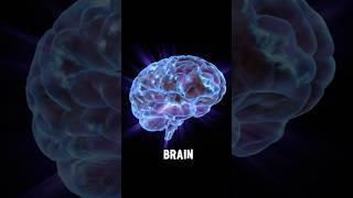 3 Brain Foods For Memory and Cognitive Function #health #wellness #diet #nutrition #brainhealth