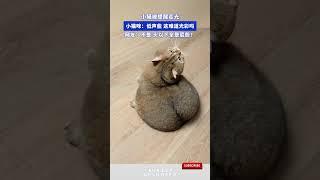小猫被提醒走光，小猫咪：低声些，这难道光彩吗，网友：不是，头以下全是屁股？ #animals #cute #cat #pets#猫咪