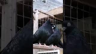 Iranian pigeon pure  Abadanian black.. Birmingham UK. Shirali کبوتر ایرانی سیاه آبادان