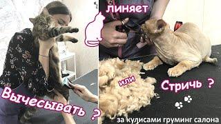 Стрижка кошек/котов, вычесывание, или экспресс линька кошек в груминг салоне. За кулисами зоосалона.