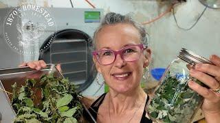 Freeze Drying Herbs | Restocking My TEA Supply