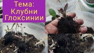 Клубни глоксиний/проснулись/как посадить/автополив глоксиний/