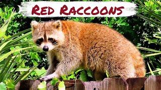 Red Raccoons