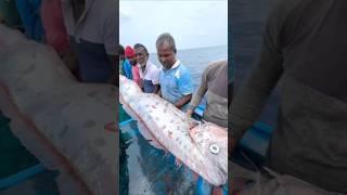 Doomsday Fish Spotted in India? Is This a Real Earthquake Warning?