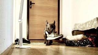 Left my dog home alone | French bulldog