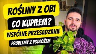 Rośliny z OBI  Co kupiłem ️BIGOS BEZZIEMNY  #roślinydomowe #roślinydoniczkowe