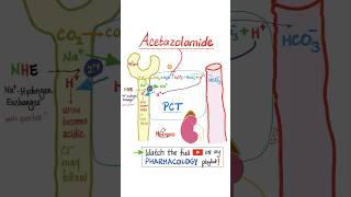 Acetazolamide- Diuretics - Pharmacology…#mbbs #nurse #nclex #doctor #usmle #pharmacist #veterinary