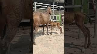 Wild Horse Mare revolutionizing young foals future stallions  Horses #Shorts #2628