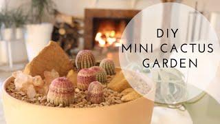 DIY Mini Cactus Garden | Arizona Rainbow Cactus