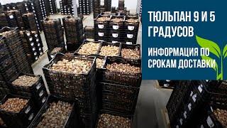 ЛУКОВИЦЫ тюльпанов, гиацинтов, нарциссов, ирисов. Сроки заказа и поставки.