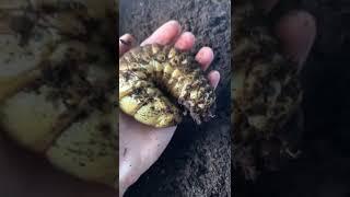 Личинка жука носорога