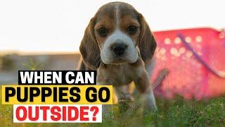 Watch This Before Taking your Beagle Puppy OUTSIDE!