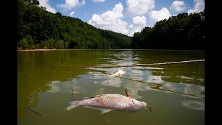 Drone Video: Dead fish float on the Kentucky River following Jim Beam bourbon warehouse fire