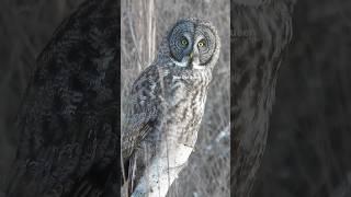 The owls see everything