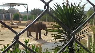 Слоны Зоопарк Фригия Тунис   Elephants Zoo Phrygia Tunisia