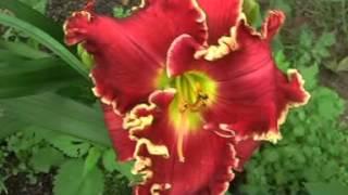 лилейник daylily CHINESE FIRE DRAGON.mpg