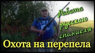 Охота на перепела. Работа русского спаниеля по перепелу. Первый удачный выход  2017.