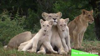 The Most Extreme Rare Animal - The White Lions