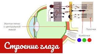 Строение глаза человека, зрительный анализатор