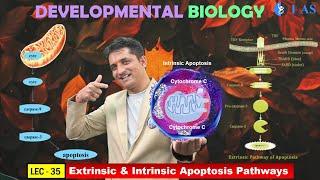 CSIR NET JUNE 2025 I Developmental Biology I Lecture 35 I Apoptosis Pathways & Autophagy I IFAS