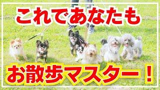 【犬しつけ】【散歩】ドッグトレーナーのリードコントロール方法を伝授します！困った愛犬の癖もトレーニングで解決⭐︎【パグ 柴 パピヨン】