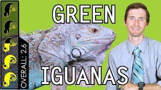 Green Iguana, The Best Pet Lizard?