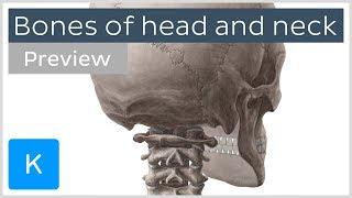 Bones of the head and neck: skull and cervical spine (preview) - Human Anatomy | Kenhub