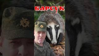 Видели ли Вы барсука так близко? барсук  в естественной среде обитания #ru_kompass #animals #барсук