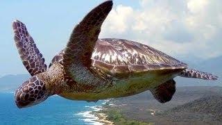 "Flying Turtle"