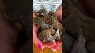 The man accidentally saw a squirrel nest in the trash and brought it home to take care of.