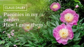 Paeonies in my garden. How to grow them