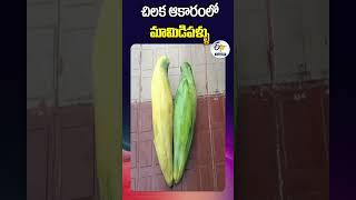 చిలక ఆకారంలో మామిడిపళ్ళు