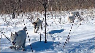 Банда Охотников на прогулке️Волэнды и Западносибирские лайки !!!