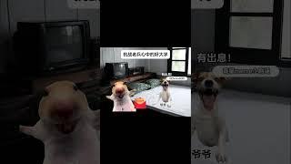 #relaxing #猫meme #funny #喵哥是萌新 #搞笑 #cat