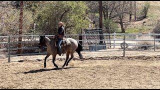 Helping a Friend Start a Colt