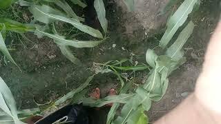 Cute Boy Tubewell Swimming Vlog  Boy Tubewell Swimming Videos #swim
