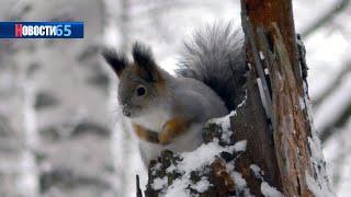 Перепись по следам. Сахалинские лесничие провели учёт лесных зверей