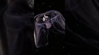 Los Extraterrestres de las Profundidades: Un Viaje por Nuestros Océanos | Documental Animales