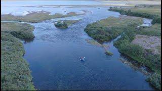 Saving Norway's Endangered Atlantic Salmon