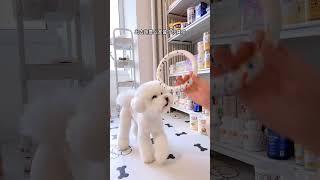 狗狗乱咬乱叼东西拆家怎么解决？#比熊#训犬教程#狗狗拆家 #狗狗磨牙棒