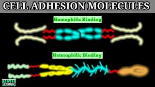 Cell Adhesion Molecules | CAMS | Cadherin, Integrin, IGCAMS, Selectin |