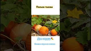 Польза тыквы для сердца #здоровье #организм #человек #польза