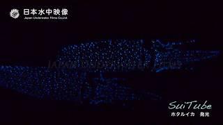 【発光生物】富山湾のホタルイカ（体発光/捕食/産卵/身投げ/腕発光）/"Firefly squid" Shine blue beach in Toyama Bay,Japan.