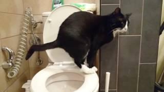 My Cat Pooping in the Toilet!