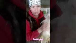 Куры Минорка#shorts#shorts#минорка#жизньвдеревне